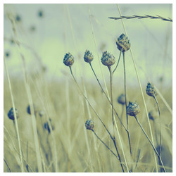 Autumn fields - Trabajo Personal Trabajo personal fotográfico que entremezcla los colores, formas y texturas de la realidad con la plasticidad de lo etéreo.