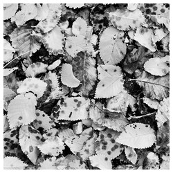 Autumn walks - Trabajo Personal Trabajo personal fotográfico que entremezcla los colores, formas y texturas de la realidad con la plasticidad de lo etéreo.