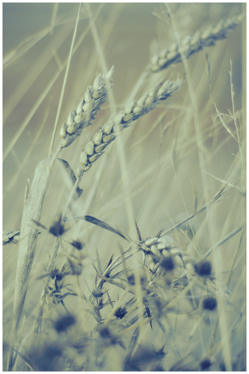 Blue grain - Trabajo Personal Trabajo personal fotográfico que entremezcla los colores, formas y texturas de la realidad con la plasticidad de lo etéreo.