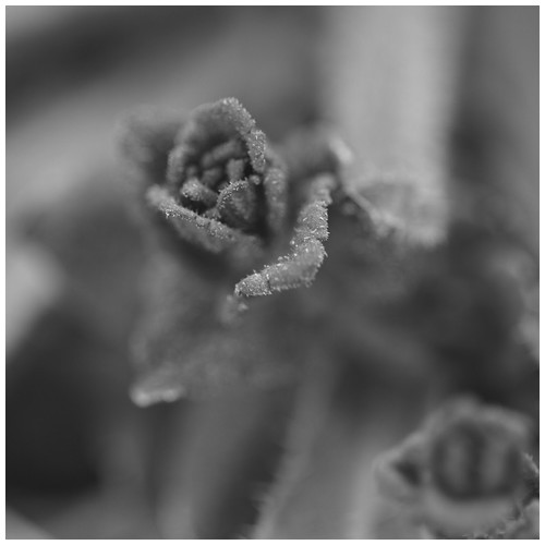 Frosted memories - Trabajo Personal Trabajo personal fotográfico que entremezcla los colores, formas y texturas de la realidad con la plasticidad de lo etéreo.