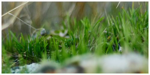 Grass - Trabajo Personal Trabajo personal fotográfico que entremezcla los colores, formas y texturas de la realidad con la plasticidad de lo etéreo.