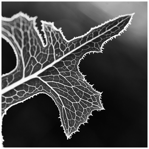Nature's radiography - Trabajo Personal Trabajo personal fotográfico que entremezcla los colores, formas y texturas de la realidad con la plasticidad de lo etéreo.