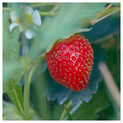 Red and green - Trabajo Personal Trabajo personal fotógrafico que entremezcla los colores, formas y texturas de la realidad con la plasticidad de lo etéreo.