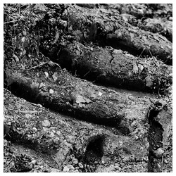 Rural world - Trabajo Personal Trabajo personal fotográfico que entremezcla los colores, formas y texturas de la realidad con la plasticidad de lo etéreo.