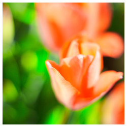 Spring 1/3 - Trabajo Personal Trabajo personal fotográfico que entremezcla los colores, formas y texturas de la realidad con la plasticidad de lo etéreo.