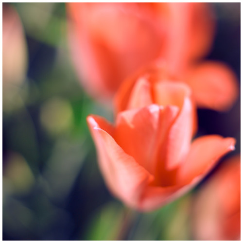 Spring 3/3 - Trabajo Personal Trabajo personal fotográfico que entremezcla los colores, formas y texturas de la realidad con la plasticidad de lo etéreo.