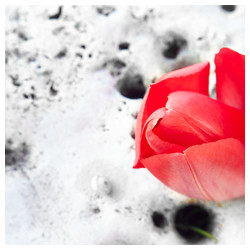 Stone and tulip - Trabajo Personal Trabajo personal fotográfico que entremezcla los colores, formas y texturas de la realidad con la plasticidad de lo etéreo.