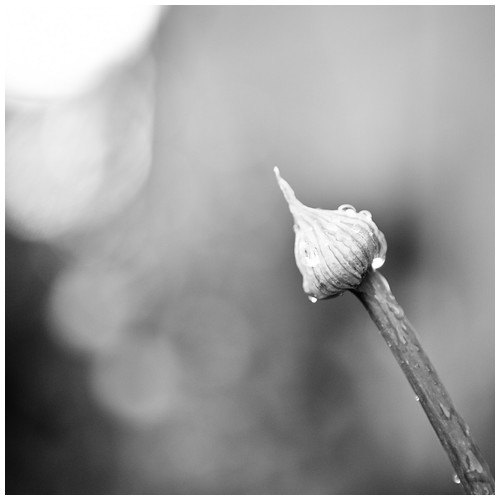 The bud - Trabajo Personal Fotos | olvidadas: Trabajo personal fotográfico que entremezcla los colores, formas y texturas de la realidad con la plasticidad de lo etéreo.