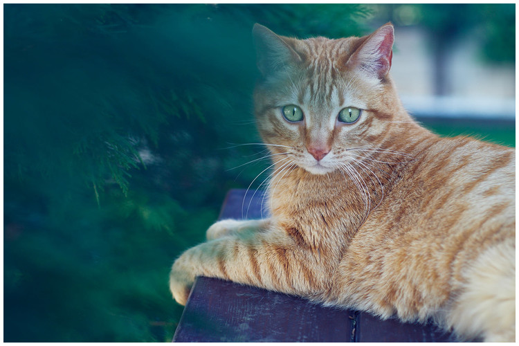 Trueno - Fotografía mascotas La fotografía de peluditos está cada vez más de moda, y así tendremos magníficos retratos de nuestros fieles amigos.