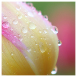 Tulip - Trabajo Personal Trabajo personal fotográfico que entremezcla los colores, formas y texturas de la realidad con la plasticidad de lo etéreo.
