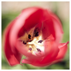 Tulip - Trabajo Personal Trabajo personal fotográfico que entremezcla los colores, formas y texturas de la realidad con la plasticidad de lo etéreo.