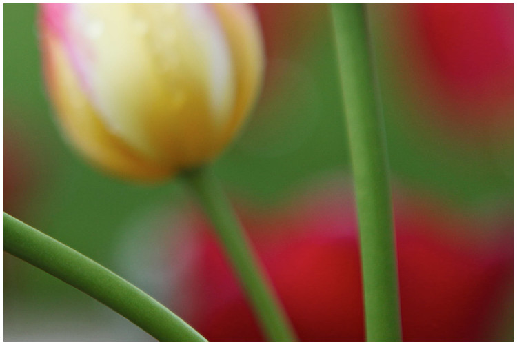 Tulips - Trabajo Personal Trabajo personal fotográfico que entremezcla los colores, formas y texturas de la realidad con la plasticidad de lo etéreo.