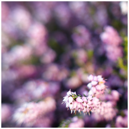 Violet and blur - Trabajo Personal Trabajo personal fotográfico que entremezcla los colores, formas y texturas de la realidad con la plasticidad de lo etéreo.