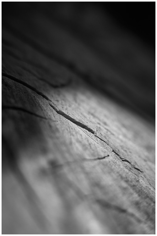 Wood - Trabajo Personal Trabajo personal fotográfico que entremezcla los colores, formas y texturas de la realidad con la plasticidad de lo etéreo.